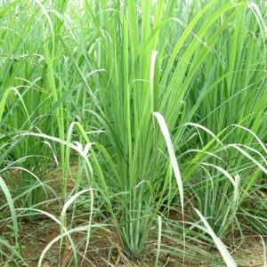 Lemon grass oil cas 8007-02-1