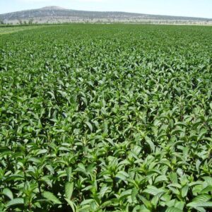 Pepermint oil cas 8006-90-4