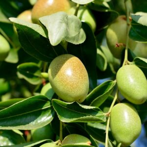 Jojoba oil CAS 61789-91-1