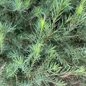 Tea trea oil cas 68647-73-4