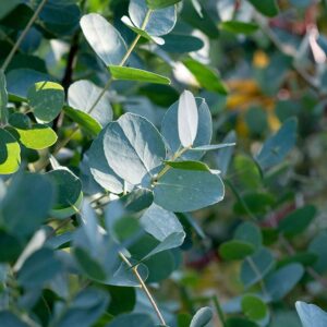 Eucalyptus globulus 8000-48-4