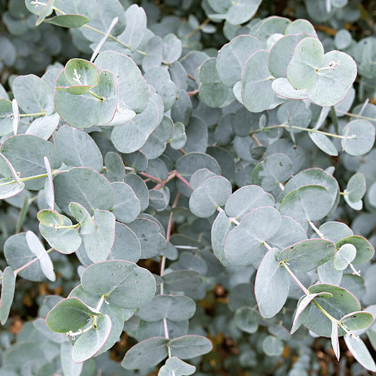 Eucalyptus oil Cas 8000-48-4